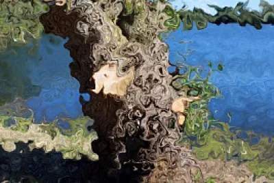 arbre
