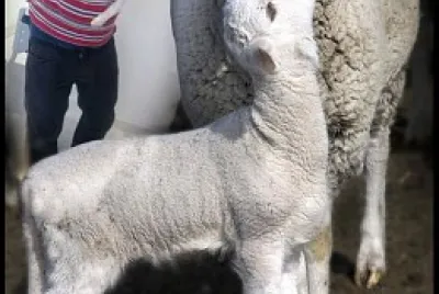 RAINHA AGAPITA jigsaw puzzle