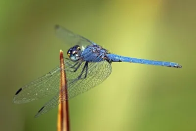 פאזל של Trithermis furva