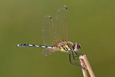 פאזל של Trithermis pallidinervis