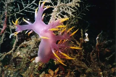 Dendronotus diversicolor