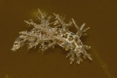 Dendronotus frondosus jigsaw puzzle