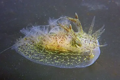 פאזל של Dendronotus orientalis