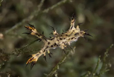 Dendronotus regius jigsaw puzzle