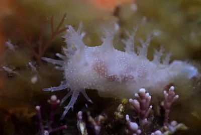 Dendronotus robustus