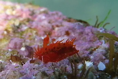 Madrella sanguinea