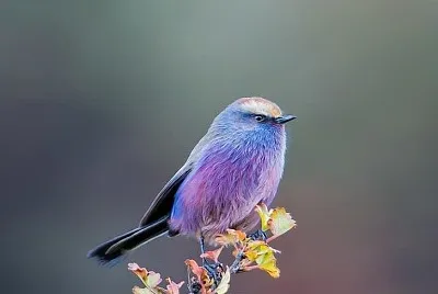 EL PAJARITO DEL CUENTO DE HADAS