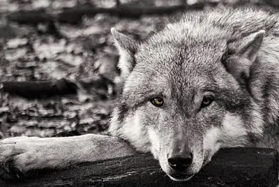 CENÃRIO K59 jigsaw puzzle