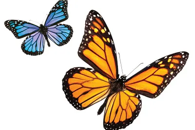 butterfly