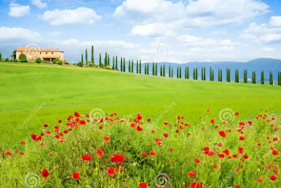 amapolas jigsaw puzzle