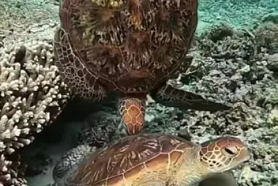 Oceano