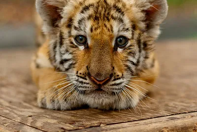 tigre lindo