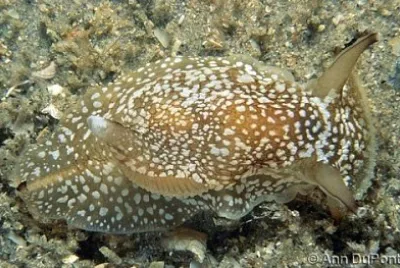 Pleurobranchaea inconspicua jigsaw puzzle