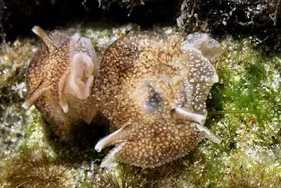 Pleurobranchaea maculata jigsaw puzzle