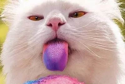 cat