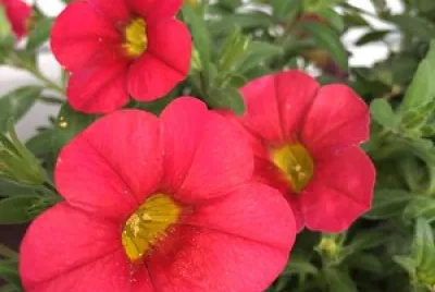 flores