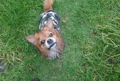 bobillo jigsaw puzzle