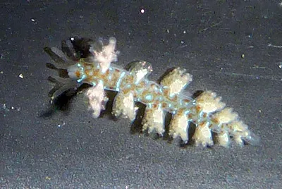 Hancockia californica