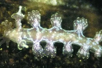 Hancockia uncinata jigsaw puzzle