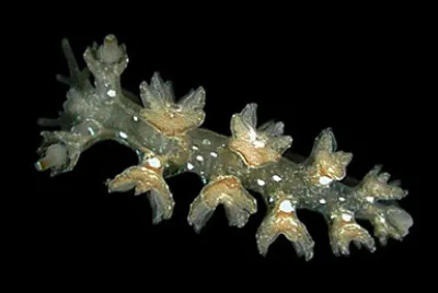 Hancockia sp. jigsaw puzzle