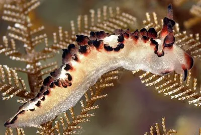 Lomanotus sp. jigsaw puzzle