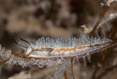 Lomanotus vermiformis
