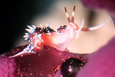 פאזל של Phidiana indica