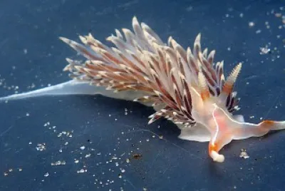 Phidiana lynceus