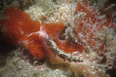 Phidiana militaris