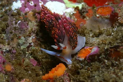 Phidiana pugnax