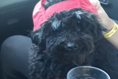 perrita linda