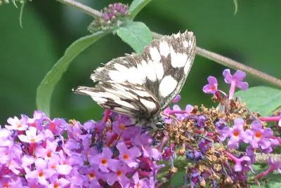 sulla buddleya