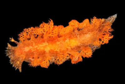 פאזל של Tritoniopsis frydis