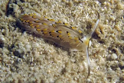 פאזל של Cerberilla affinis