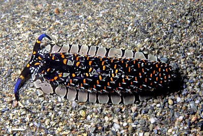 פאזל של Cerberilla ambonensis