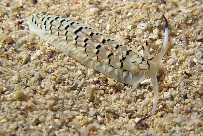 פאזל של Cerberilla annulata