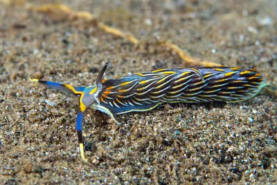 פאזל של Cerberilla sp.