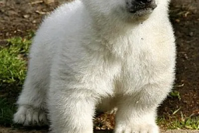 oso blanco