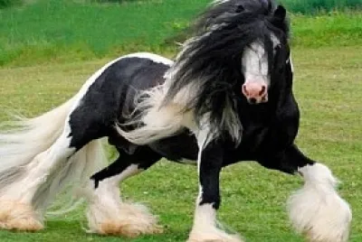 Caballo Percheron.
