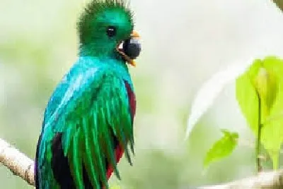 Quetzal 1