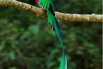Quetzal 2