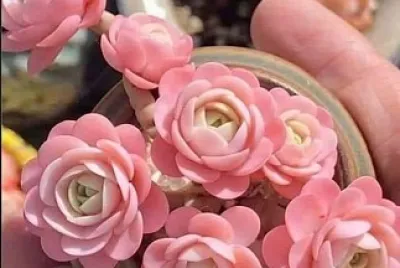 flores