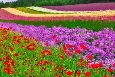 cores jigsaw puzzle