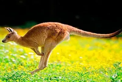 canguro Australia jigsaw puzzle