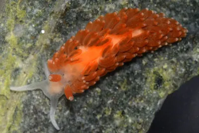 פאזל של Spurilla oliviae