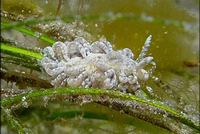 פאזל של Spurilla sargasicola
