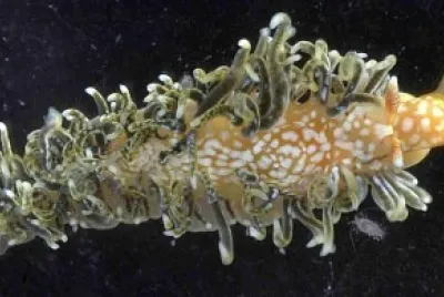 Spurilla neopolitana