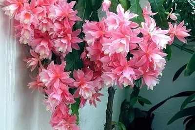 flores jigsaw puzzle