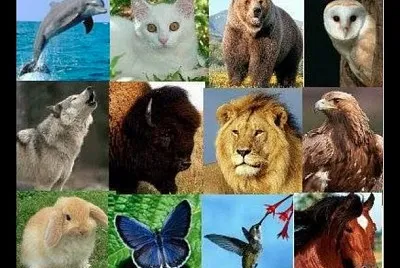 פאזל של Rompecabezas de animales