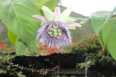 flor de granadilla jigsaw puzzle